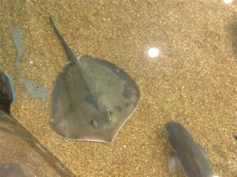 Biggest Stingray in the Coastal Exhibit by HetaliaRP-Japan on DeviantArt