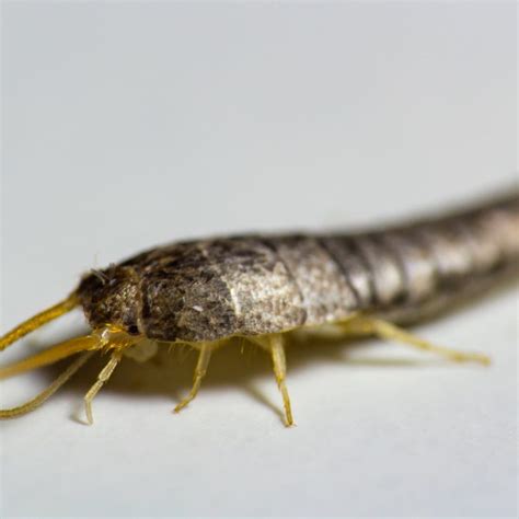 Silverfish Identification And Prevention Ed Lavery And Sons Pest