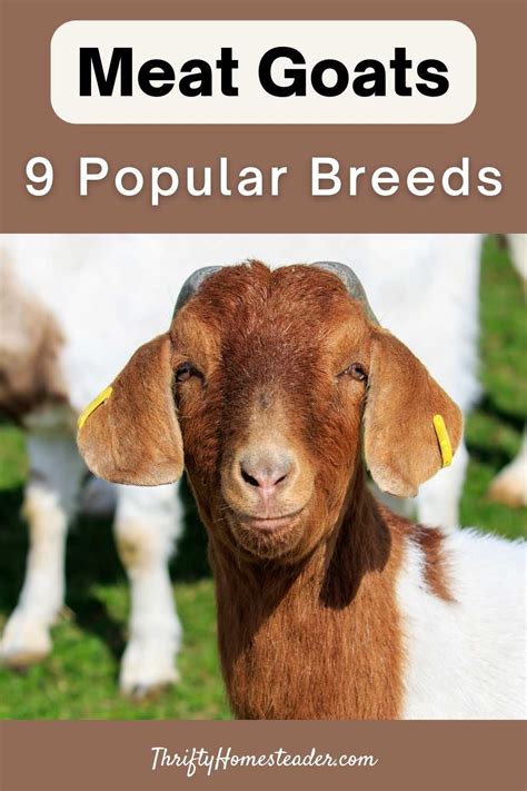 Meat Goats Popular Breeds Laptrinhx News