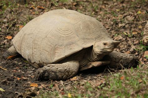 What Do African Sulcata Tortoises Eat A Complete Guide