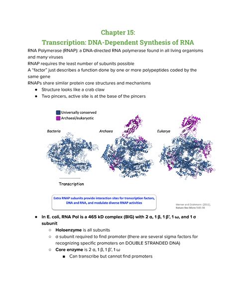 Bacterial Transcription Chapter 15 Transcription Dna Dependent Synthesis Of Rna Rna