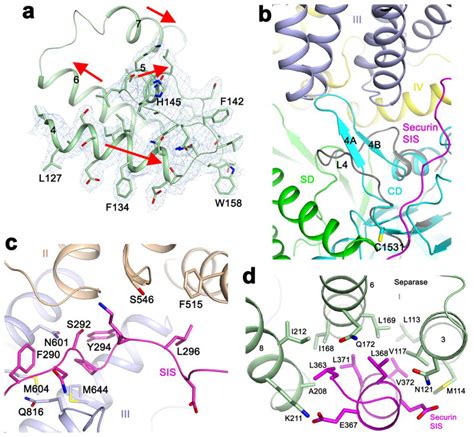 Molecular Mechanism For The Regulation Of Yeast Separase By Securin