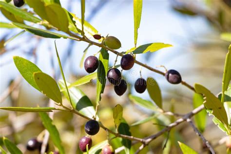 Wild Olive Tree In The Old Sand Quarry Tilt Shift Stock Image Image