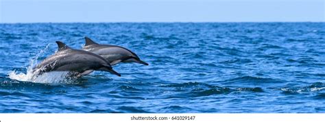 15,858 Dolphin Jumping Stock Photos, Images & Photography | Shutterstock