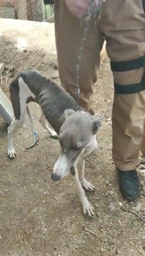 Homem é preso em Pinhão por posse irregular de arma de fogo e maus