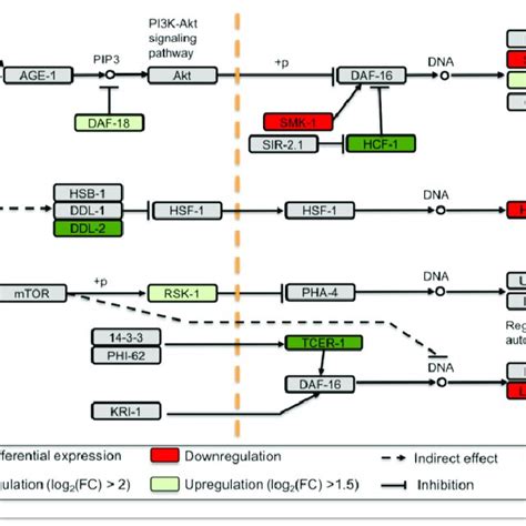 Longevity Regulating Pathway Genes Are Differentially Expressed Under