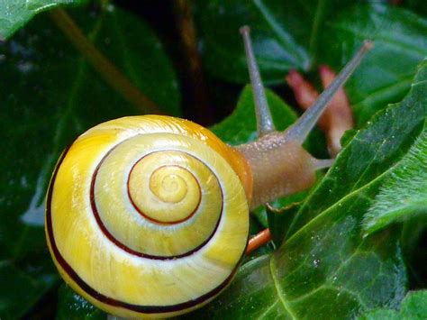 Snail Copse Shell · Free photo on Pixabay
