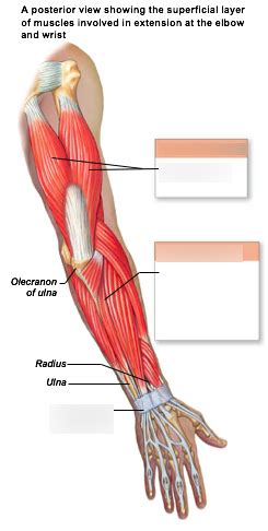 extension at elbow and wrist muscles Diagram | Quizlet