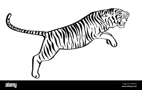 Jumping Tiger Hand Drawn Black And White Sketch Angry Predator Line