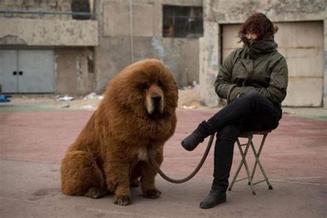 tibetan mastiffs legal    banned places list