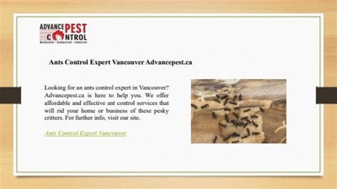 Ants Control Expert Vancouver Advancepest Ca