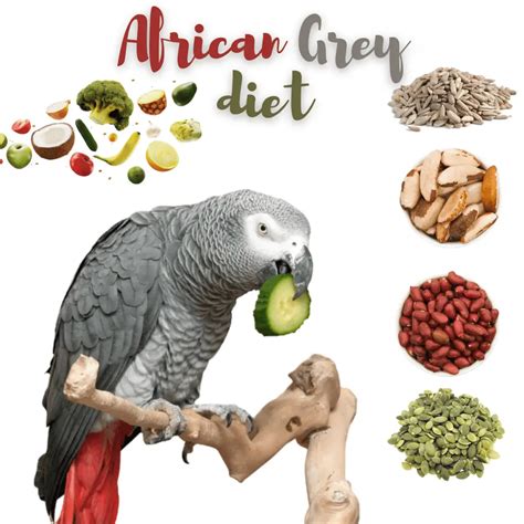 African Grey Parrot Habitat Breeding Reproduction And Behavior