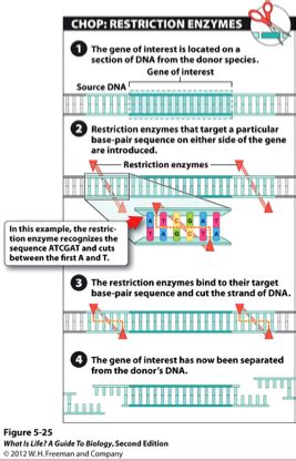 BIO chapter 7 Flashcards | Quizlet 