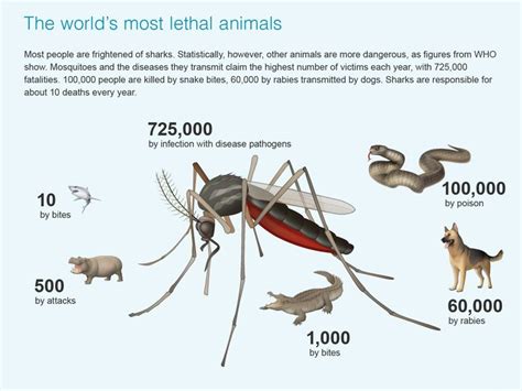 Did You Know The Deadliest Animal On The Planet Is The Mosquito