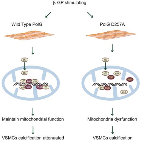 Dna Polymerase Gamma Recovers Mitochondrial Function And Inhibits Vascular Calcification By