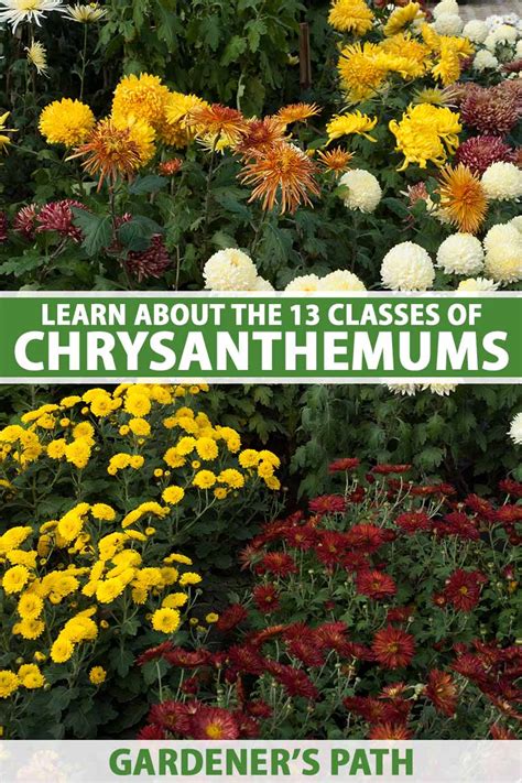 What Are the Different Types of Chrysanthemums?