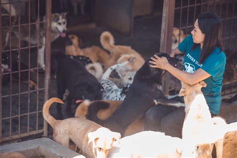 PDSA Veterinary Services and Animal Welfare Programs 11