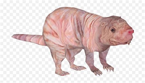 Naked Mole Transparent Png Stickpng Naked Mole Rat Png Rat The Best