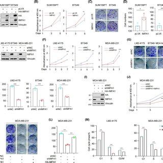 IMPA1 Promotes TNBC Cells Proliferation Colony Formation In Vitro A