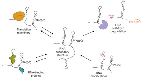 Ijms Free Full Text On The Way To Understanding The Interplay Between The Rna Structure And