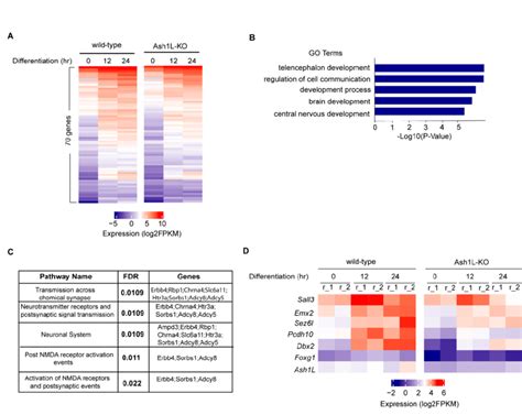 Ash L Knockout In Neural Progenitor Cells Impairs Gene Activation