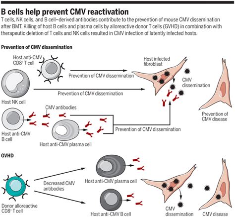 B Cells CMV And Stem Cell Transplant Science