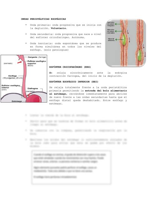 SOLUTION Anatomia Del Esofago Estomago E Intestinos Studypool