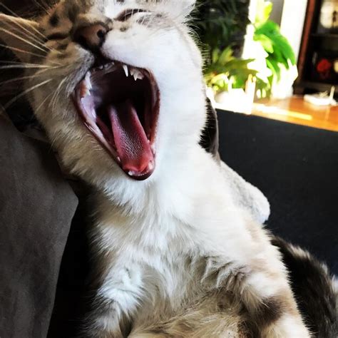 Premium Photo Close Up Of Cat Yawning