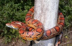 What Snake Is This Kitchen Poisonous Property Raleigh Durham