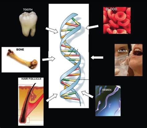 Sources Of Dna For Forensic Analysis A Reprinted With Permission Download Scientific