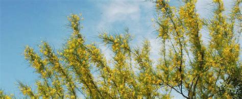 Texas Paloverde Border Paloverde Retama China Parkinsonia Texana