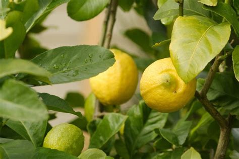 15 Different Types of Lemon Trees (With Pictures) | House Grail