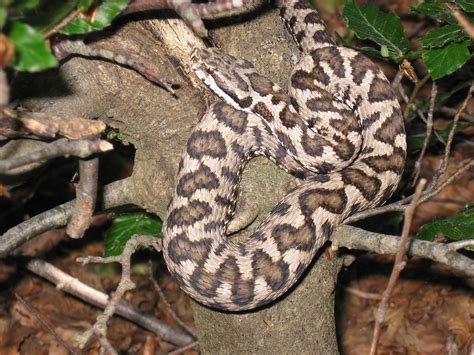 Vipera O Aspide Vipera Aspis Fotografata Al Monte Pollin Flickr