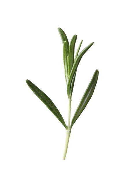 Premium Photo | Aromatic fresh green rosemary isolated on white