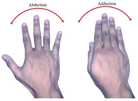 Abduction and adduction finger motion. | Download Scientific Diagram