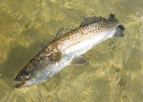 Spotted Sea Trout Ed Mitchell Outdoors