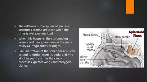 Nasal Cavity And Sphenoid Sinus Anatomy Ppt