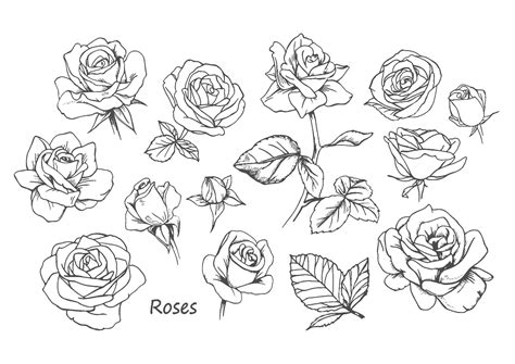 薔薇バラ04 A4無料印刷の大人のぬりえ Roses Drawing How To Draw Hands Flower Drawing