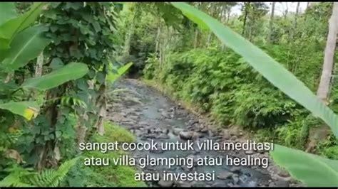 Tanah Los Tebing Sungai Dan View Jungle Menit Ke Pantai Medewi