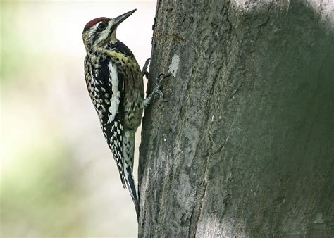 Yellow-bellied Sapsucker - Alabama Birding Trails