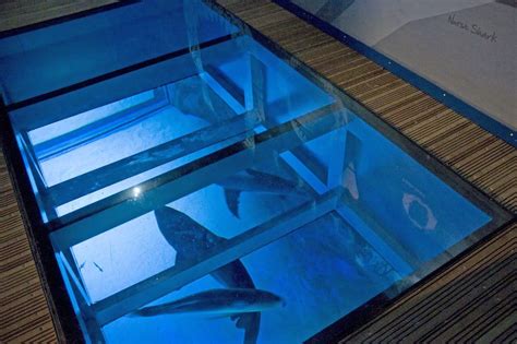 Shark Floor Aquarium Sharks Aquarium Tanked Aquariums