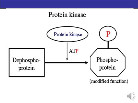 Cell Cycle Part 2 Dr Maysaappt