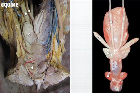 Male Reproduction Diagram Quizlet