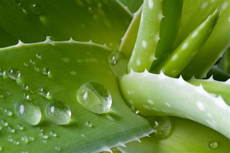 Aloe Vera I Suoi Benefici Per La Salute Del Corpo Umano Xdirectory