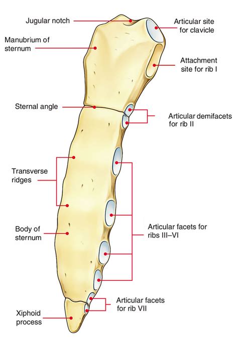 Sternum - Medically