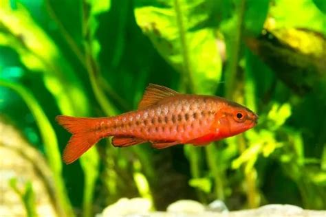 10 amazing exotic fish choices for beginners – Artofit