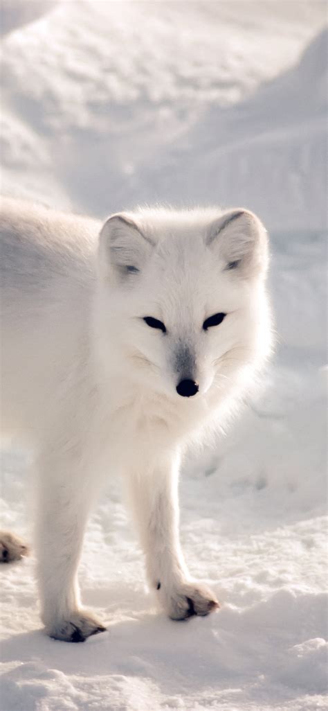 White fox iPhone X Wallpapers Free Download