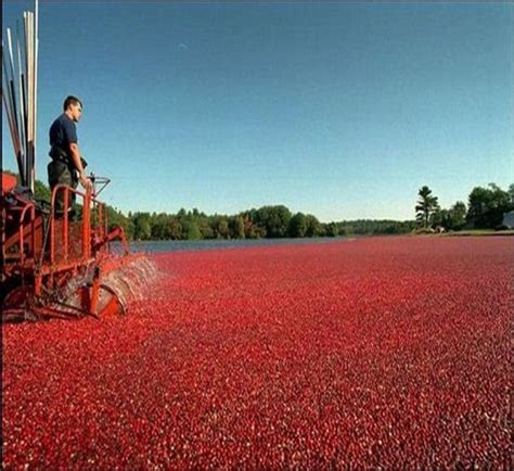 Impressive Cranberries Harvest ~ Big Fun - The Fun Blog