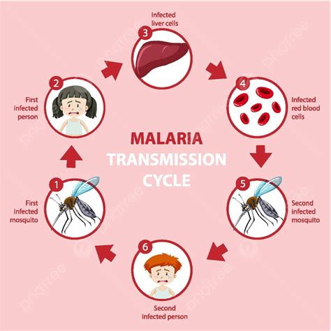 Ciclo De Transmissão Da Malária E Infográfico De Informações Sobre