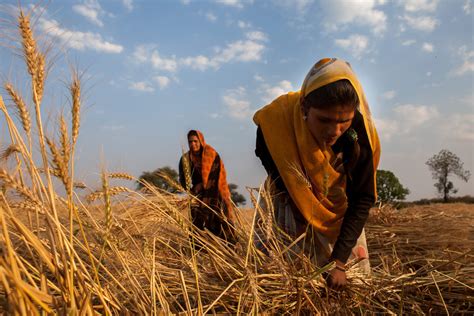 Earlier Wheat Planting Will Boost Yields In Eastern India Cgiar